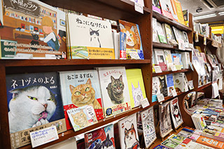 Cat lovers gathering